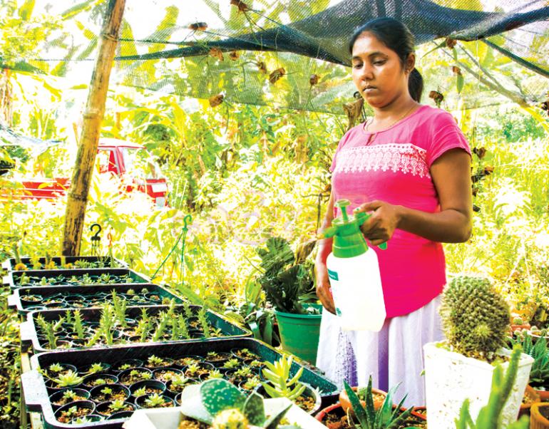ඡායා - නාරද ගුරුසිංහ
